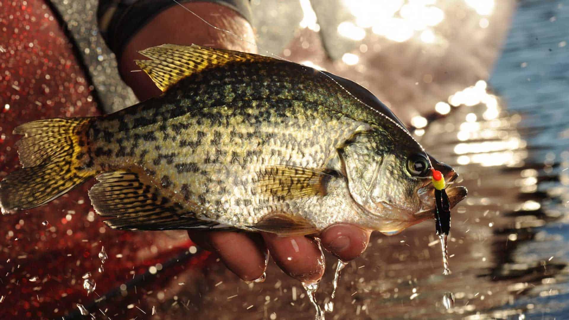 Crappie Fish: Expert Tips for Successful Angling